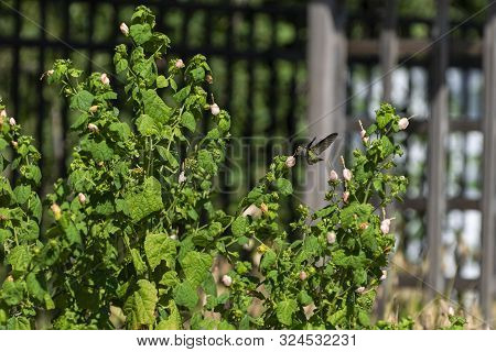 Tiny Female Ruby Throated Hummingbird Frozen In Time With Her Wings Swept Back As She Hovers Next To