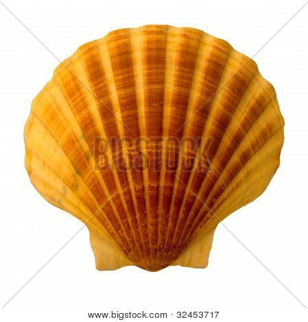 Shell