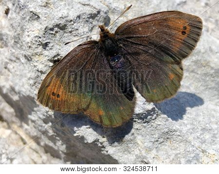 The Small Mountain Ringlet Butterfly Or Mountain Ringlet (erebia Epiphron) Or Der Knochs Mohrenfalte