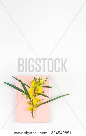 Acacia Pycnantha Or Mimosa Twig With Yellow Fluffy Flowers On Pink Notebook Isolated On White Backgr