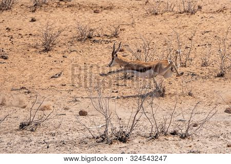 Springbok Running And Leaping Midair, Sprinting Away In Etosha National Park, Namibia