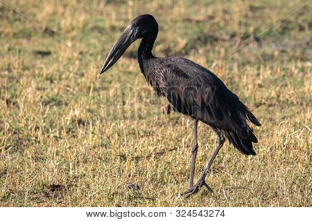 Black African Openbill Stork Standing - Latin Name Anastomus Lamelligerus - In Chobe National Park, 