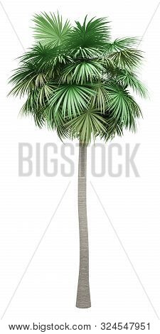 Sabal Palm Tree Isolated On White Background. 3d Illustration