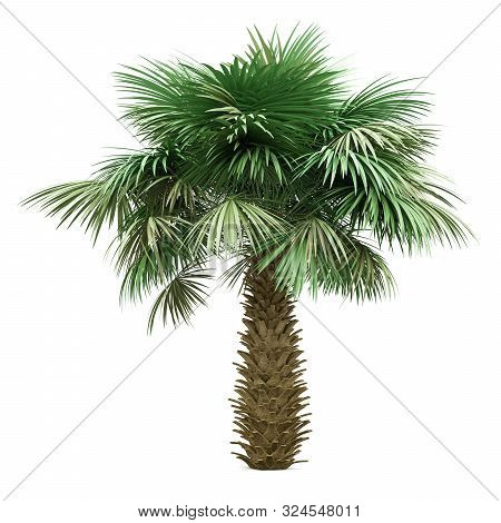 Sabal Palm Tree Isolated On White Background. 3d Illustration