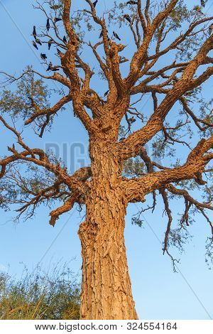 Tree With Corws On The Bank Of Gadisar Lake On Sunset. Jaisalmer. Rajasthan. India