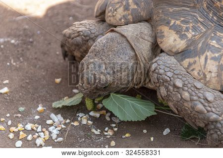 A Close Up View Of A Tortoise  Being Fead Leaves And Chicken Feed