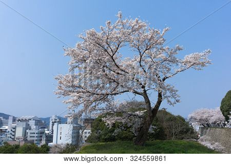 Tsuyama Castle With Sakura Blooming Season