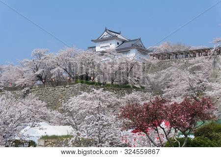 Tsuyama Castle With Sakura Blooming Season