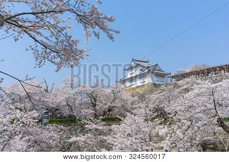 Tsuyama Castle With Sakura Blooming Season