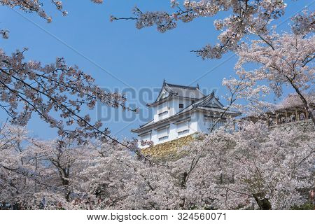 Tsuyama Castle With Sakura Blooming Season