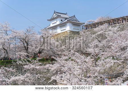 Tsuyama Castle With Sakura Blooming Season