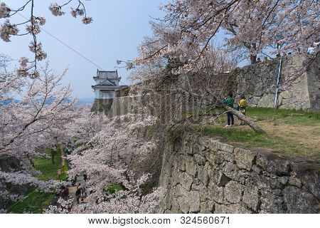 Tsuyama Castle With Sakura Blooming Season