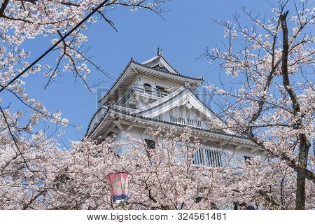 Nagahama Castle With Sakura Blooming Season