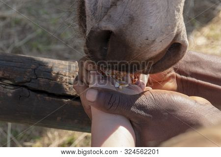 A Close Up View Of Peoples Hands Feeding A Donkey Food
