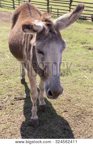 A Close Up View Of A Donkey On A Farm