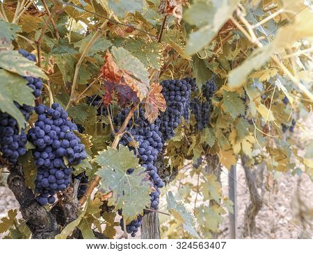 Close Up With Autumn Grape Fruits At Sunrise.