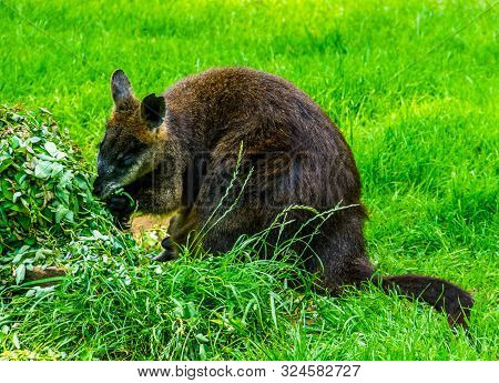 Swamp Wallaby Eating Plants In Closeup, Popular Marsupial Specie From Australia