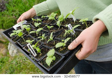 Mudas de planta vegetal orgânico