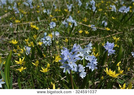 Bloom Of Wild Blue Hyacinths Near The Ruins Of Amberd Fortress In Spring In Armenia