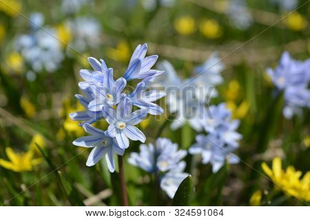 Bloom Of Wild Blue Hyacinths Near The Ruins Of Amberd Fortress In Spring In Armenia