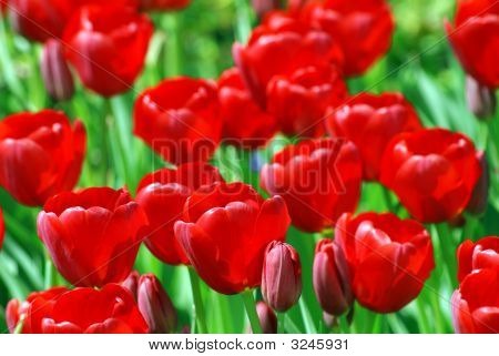 Røde tulipaner felt