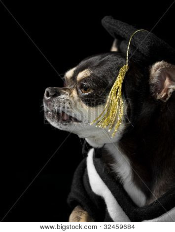 Graduation Dog