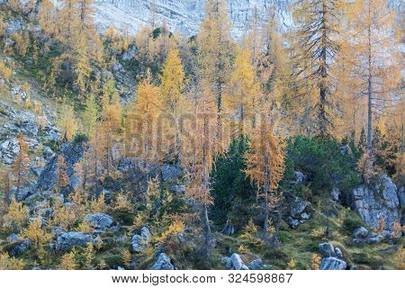 Alpine Autumn Landscape With Yellow Larch Forest, Near Kranjska Gora, Julian Alps, Slovenia, Europe
