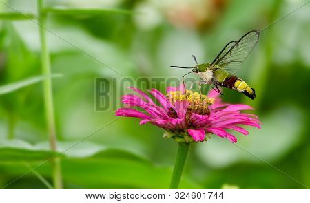 Humming Bird  Hamming Bird Butterfly Or Hawk Moth Butter Fly Collecting Flowers