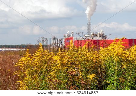 Ufa, Russia, 08/14/2019: Yellow Bushes Of Solidago Nemoralis On A Summer Day, Against The Backdrop O