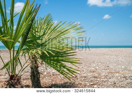 Undersized Palm Tree Closeup On The Background Of The Beach, Sea And Blue Sky