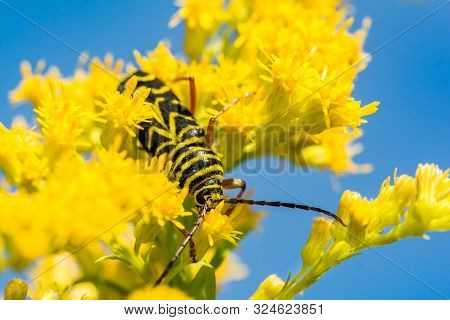 A Locust Borer Beetle Feeding On Golden Rod In New England.