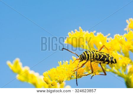 A Locust Borer Beetle Feeding On Golden Rod In New England.