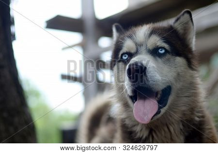Arctic Malamute With Blue Eyes Muzzle Portrait Close Up. This Is A Fairly Large Dog Native Type