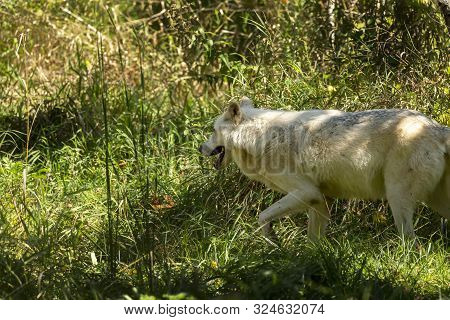 Grey Wolf, Timber Wolf,canis Lupus .  Wild White Timber Wolf. Scene From Natural Wildlife Environmen