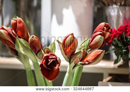 Exotic Flowers Are The Red Amaryllis And Artichoke.
