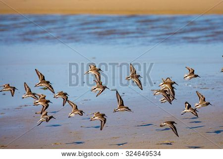 Semipalmated Sandpiper (calidris Pusilla) Fkying On The Oregon Coast