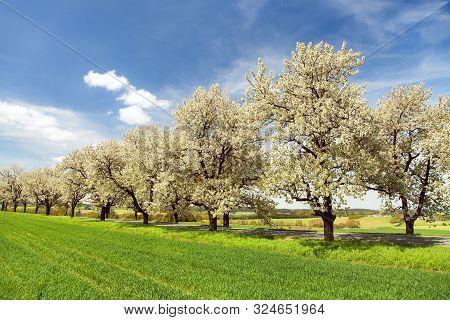 Road And Alley Of Flowering Cherry Trees In Latin Prunus Cerasus With Beautiful Sky. White Colored F