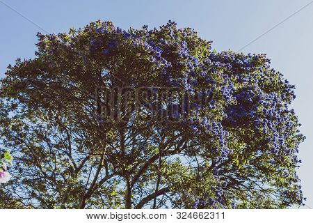 Blue Pacific 