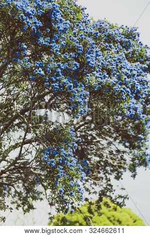 Blue Pacific 