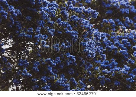 Blue Pacific 