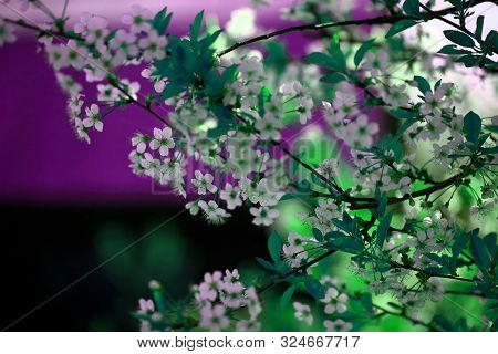 Blooming Cherry Tree In The Garden. Cherry Flowers Close Up.
A Bouquet Flowers. Floral Collage. Flow