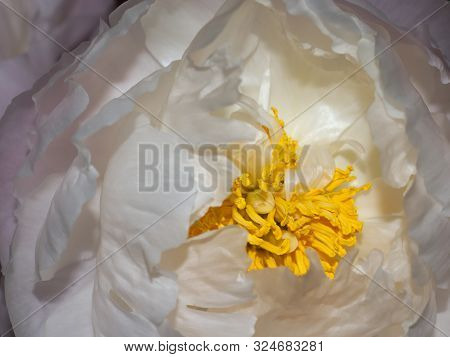 Close Up Of White Peony With Yellow Anther.