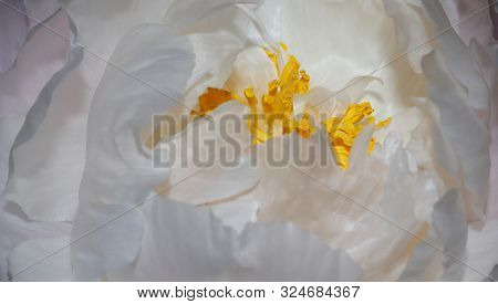 Close Up Of White Peony With Yellow Anther.