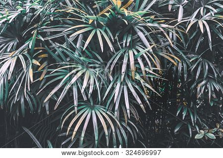 Tropical Palm Leaves Textured Background. Green Slender Lady Palm Or Bamboo Palm Tree.