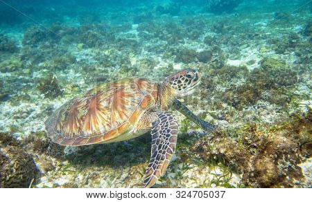 Sea Turtle Feeding On Sea Bottom. Green Turtle Underwater Photo. Wild Marine Tortoise In Natural Env