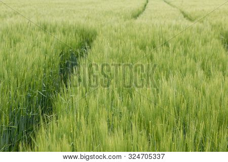 Big Grainfields In The Middle Of The German Countryside