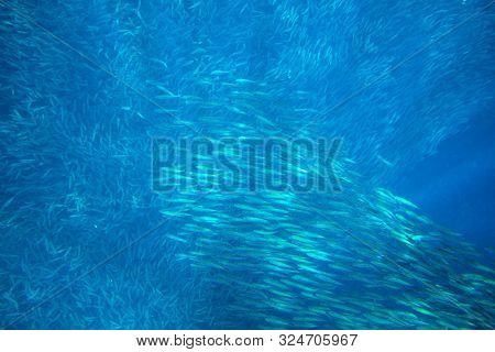 Sardines Colony In Blue Sea. Open Ocean Fish Closeup Underwater Photo. Undersea Landscape. Sardine F