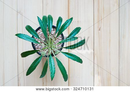 Top View Of Beautiful Dorstenia Cactus On Wooden Background