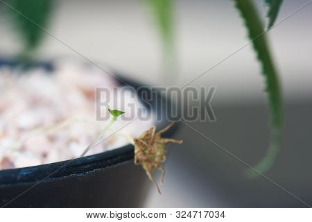 Close-up View Of Young Plant And Withered Dorstenia Cactus Flower
