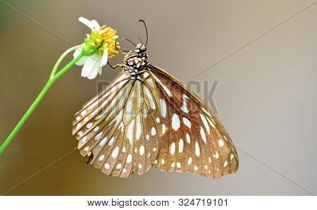 Close Up Details Of Butterflies, (ideopsis Juventa) Brown Butterflies On Flowers Against A Blur Back